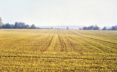 Volle Breitsaat mit Fahrgassen – Lössboden in der Soester Börde.