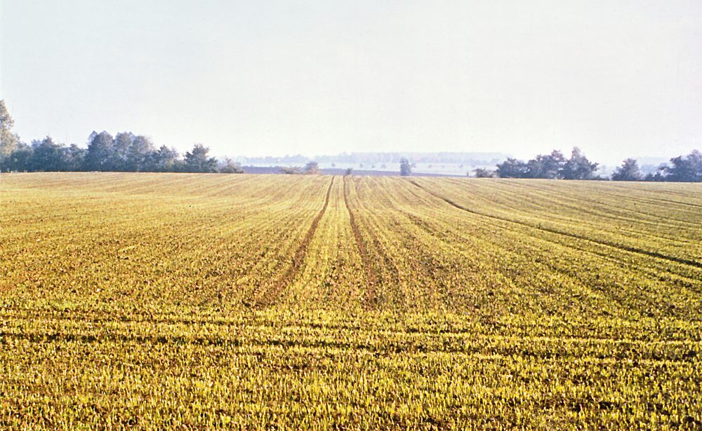 Volle Breitsaat mit Fahrgassen – Lössboden in der Soester Börde.