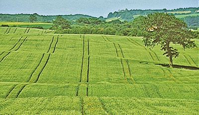 Fahrgassen im Bestand – angelegt bei der Aussaat, befahren beim Düngen und Spritzen.