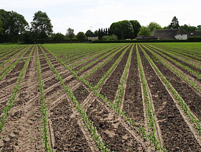 GEOseed: Mais im Dreiecksverband – mechanische Unkrautbekämpfung längs und quer zur Reihe.