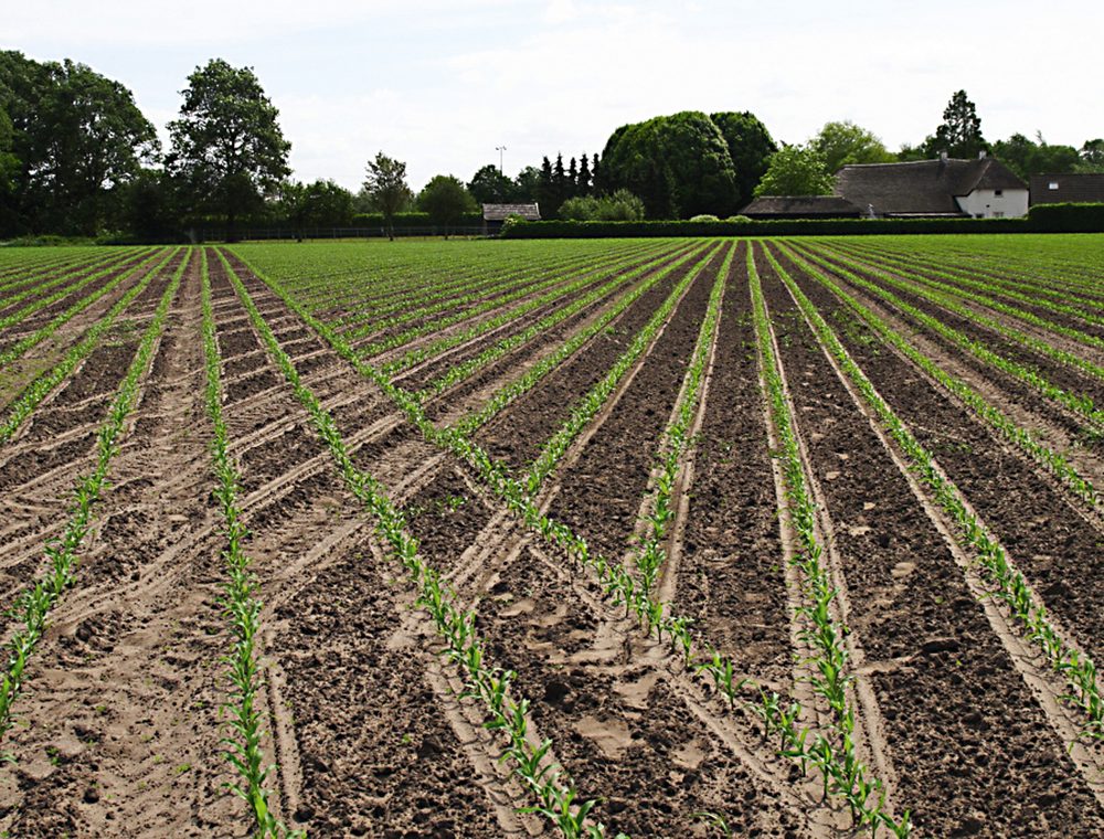 GEOseed: Mais im Dreiecksverband – mechanische Unkrautbekämpfung längs und quer zur Reihe.
