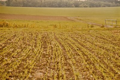 Der Vergleich auf dem Feld: pfluglose Breitsaat (links) gegenüber konventioneller Drillsaat.