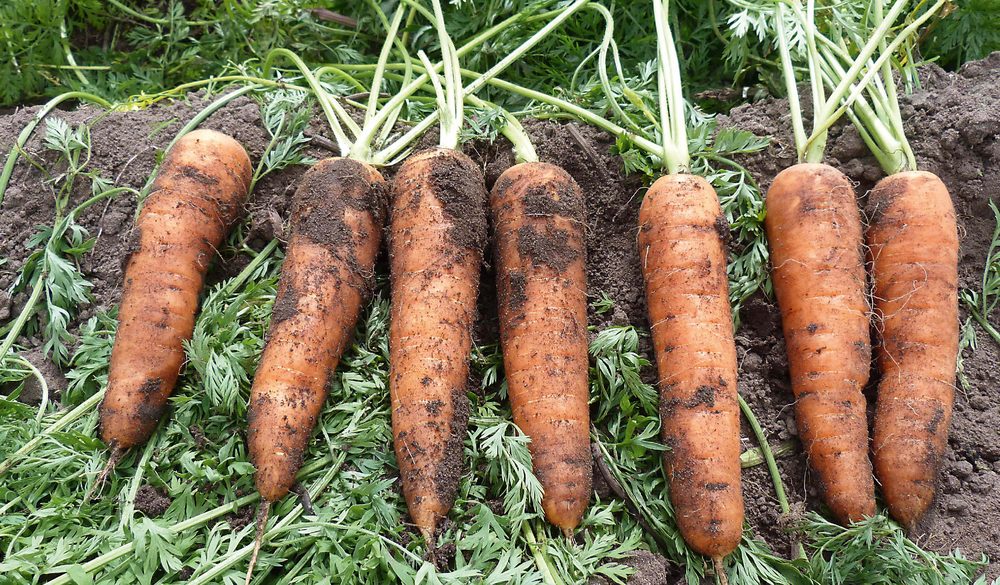 Möhren aus präziser Einzelkornsaat – gleichmäßig groß, gleichmäßig reif.