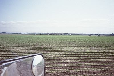 Das Salinas Valley in Kalifornien: in der Saison verlassen 1.000 Lastwagen täglich das Verladezentrum.