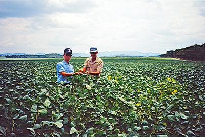 Sojabestand auf der Hinton Estate Farm, Zimbabwe, März 1992.
